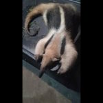 Polish_20260110_140317576