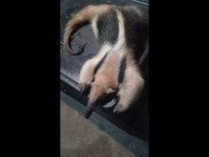 Polish_20260110_140317576