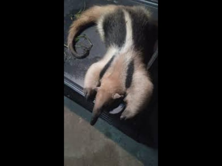 Polish_20260110_140317576