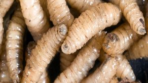 GHDRKLRPGVGS7MKP4LNBX4TDT4