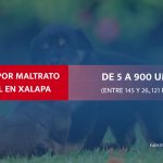 xalapa-y-la-proxima-aplicacion-de-sanciones-por-maltrato-animal-17561331831