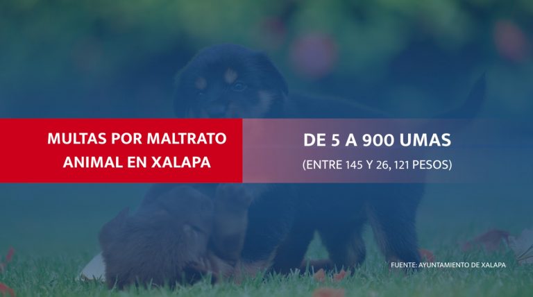 xalapa-y-la-proxima-aplicacion-de-sanciones-por-maltrato-animal-17561331831