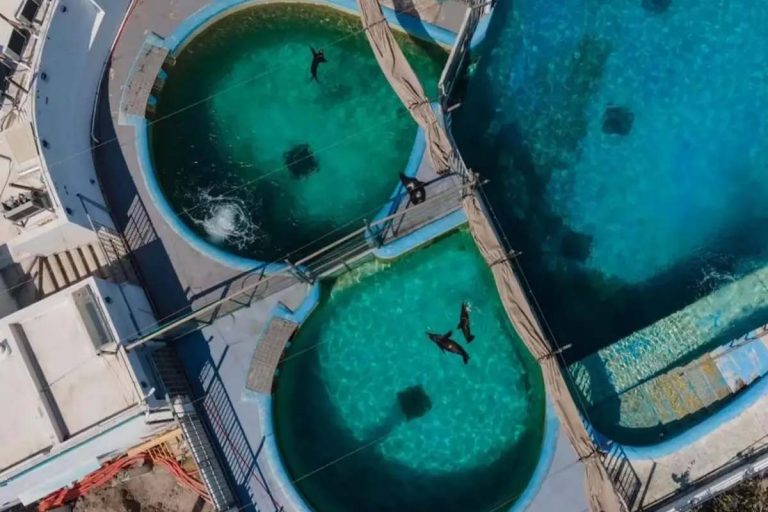 Profepa-sanciona-al-Acuario-de-Veracruz-por-maltrato-a-delfines-y-lobos