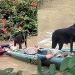 autoridades-rescatan-adulto-mayor-con-su-perro-en-poza-rica