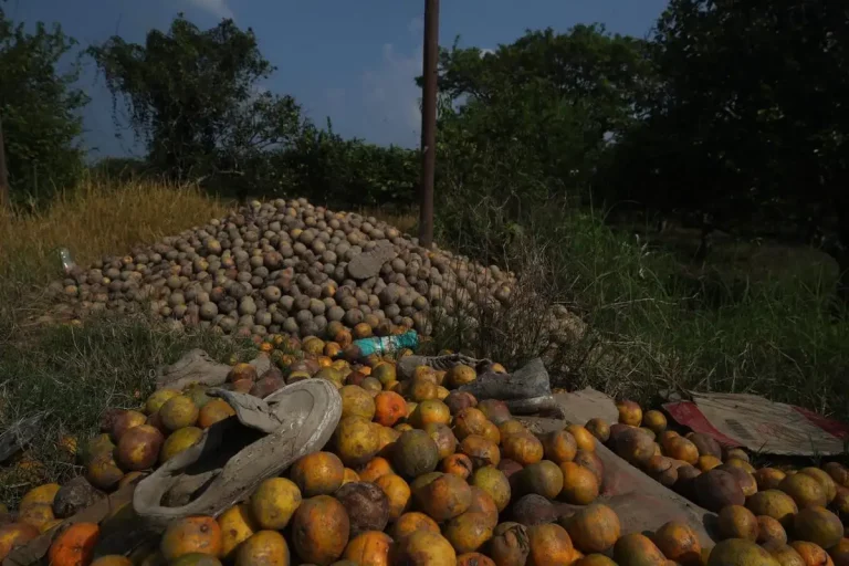 crisis-de-la-naranja-en-alamo-temapache-inundaciones-amenazan-el-sustento-de-miles_d145306e-5bd3-45dc-b7c2-63ad01aad84a_media