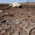 sequia-pone-riesgo-morir-ganado