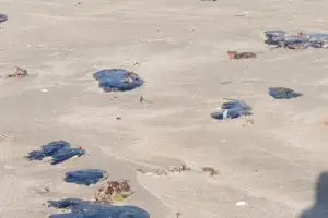 contaminacin-por-petrleo-en-las-playas-de-antn-liz