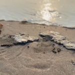 hidrocarburo-playa-Chachalacas-Ursulo-Galvan-Veracruz