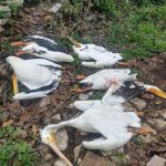 666965820_1244290347689920_5422397776146647155_n