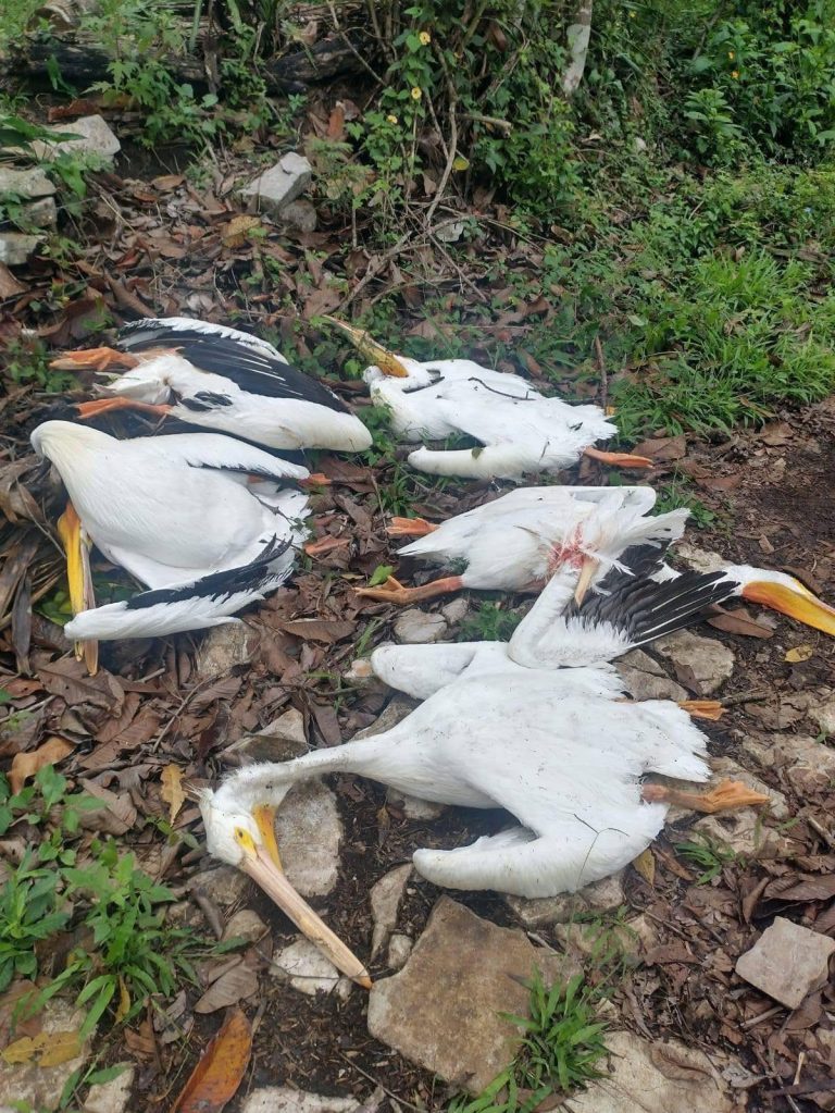 666965820_1244290347689920_5422397776146647155_n