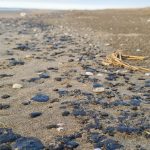 IY6UWLUJRFAWRKEUNMHXSR77ZU