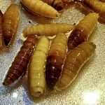 eu-y-mexico-lanzan-campana-contra-gusano-barrenador-ante-reaparicion_1507c426-ce3d-4cdd-b667-38c2ba1a392e_medialjnimgndimage=fullsize