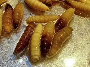 eu-y-mexico-lanzan-campana-contra-gusano-barrenador-ante-reaparicion_1507c426-ce3d-4cdd-b667-38c2ba1a392e_medialjnimgndimage=fullsize