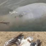 f685x385-245628_283321_5119