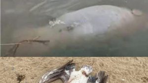 f685x385-245628_283321_5119