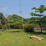 125154abejas_3_2
