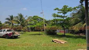 125154abejas_3_2