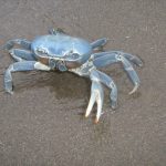 cangrejo-azul-2