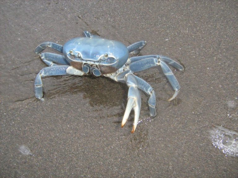 cangrejo-azul-2