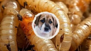 detectan_gusano_barrenador_en_2_perros_en_el_puerto_de_veracruz_-1-.png_1794843003