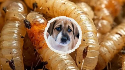detectan_gusano_barrenador_en_2_perros_en_el_puerto_de_veracruz_-1-.png_1794843003