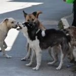 images (2)