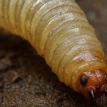 Alerta_gusano_barrenador_plaga_mexico