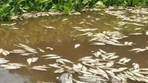 pescadores_del_papaloapan_piden_apoyo_federal_tras_mortandad_masiva_de_peces_-3-.png_674994428