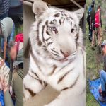 Kenzo-Tigre-de-Bengala-Blanco
