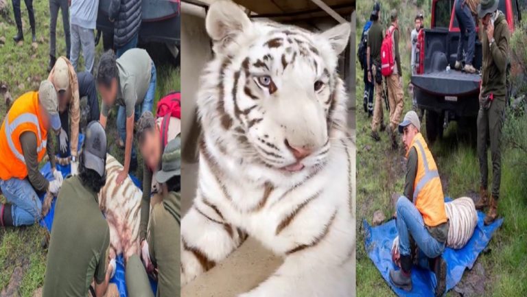 Kenzo-Tigre-de-Bengala-Blanco