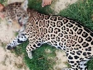 Matan-a-balazos-a-un-jaguar-joven-en-Tabasco-300x225.jpg
