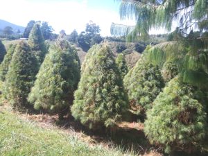 IMG-20261013-WA0004