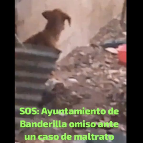Denuncian maltrato animal